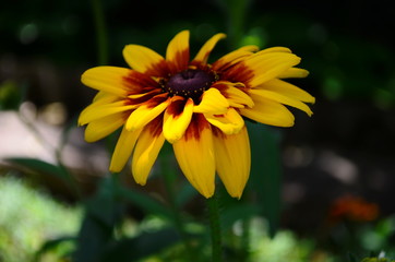 Young flower Rudbeckia yellow in the garden