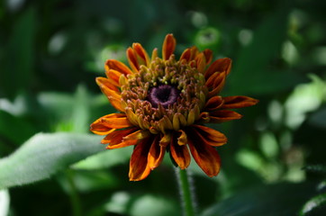 Young flower Rudbeckia yellow in the garden
