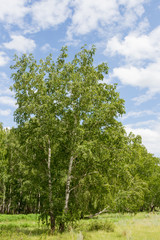 birch grove of Russia