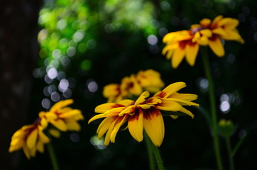 Young flower Rudbeckia yellow in the garden