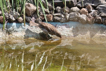 Sparrow drinks water from garden lake