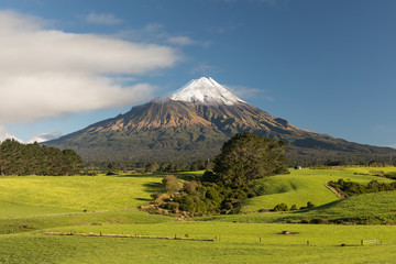 Mount Taranaki under the blue sky with grass field and cows as a foreground in the Egmont National Park, the most symmetrical volcanic cones, Tranaki, New Zealand Green farmland in the foreground