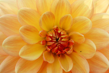 close up of yellow and orange flower