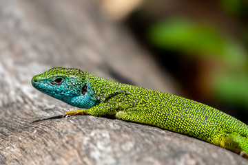 Naklejka na ściany i meble Male of green lizard Lacerta viridis on a tree trunk
