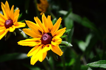 Young flower Rudbeckia yellow in the garden