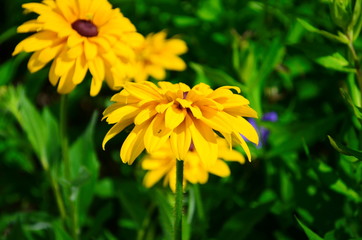 Young flower Rudbeckia yellow in the garden
