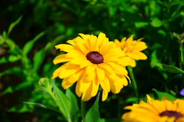 Young flower Rudbeckia yellow in the garden