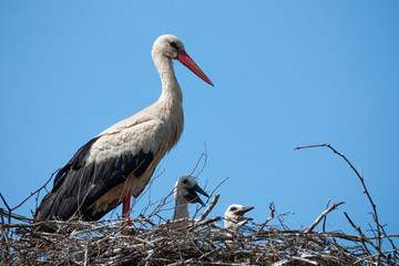 family of white storks in the nest