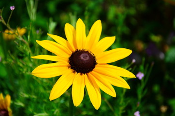 Young flower Rudbeckia yellow in the garden