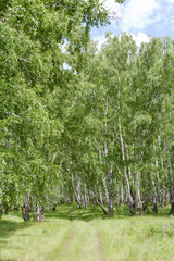 Obraz premium road to the birch forest