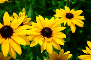 Young flower Rudbeckia yellow in the garden