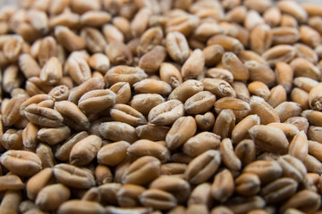Wheat grain close-up, agricultural background