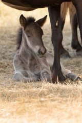 Mausgraues Fohlen