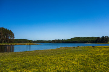 High mountain lake during summer time, Green meadow with beautiful yellow flowers in front. 