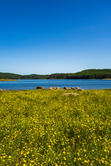 Fototapeta premium High mountain lake during summer time, Green meadow with beautiful yellow flowers in front. 