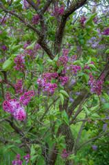 Obraz premium Fairy lilac tree blossom