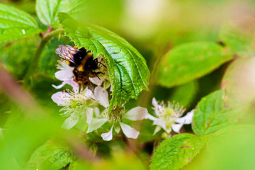 Bumble bee collecting nectar