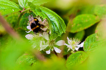 Bumble bee collecting nectar
