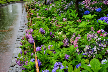 紫陽花　雨