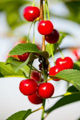 Brush ripe cherries and green leaves. Vertically framed shot.