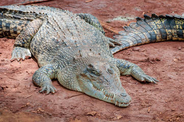 Crocodile close-up on the shore of the swamp.