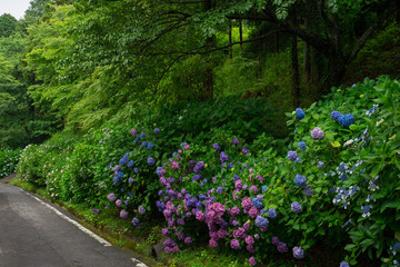 紫陽花(香川県坂出市)