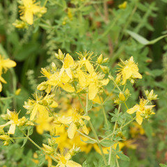 Millepertuis perforé (Hypericum perforatum)