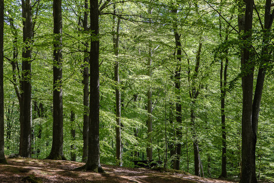 trees in the forest at Kullaberg, H&ouml;gan&auml;s, Sweden.