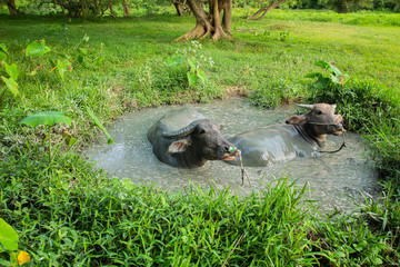 Thai buffalo, male and female, 2 in the mud pond, playing in the rice fields, Phuket, Thailand