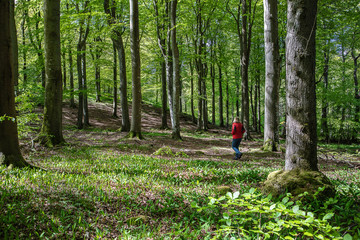 woman walking in the forest at Kullaberg, Sk&aring;ne, Sweden.