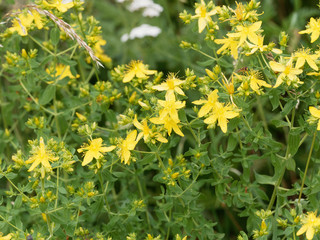 Millepertuis perforé (Hypericum perforatum)