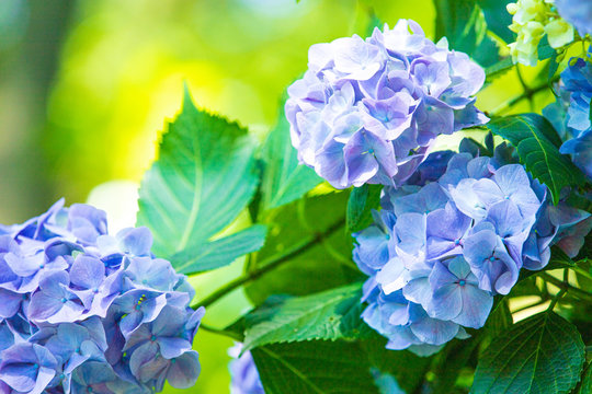 紫陽花images Browse 73 127 Stock Photos Vectors And Video Adobe Stock
