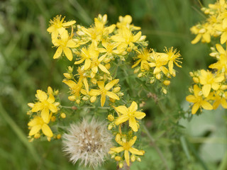 Millepertuis perforé (Hypericum perforatum), une plante sauvage des prairies aux propriétés...
