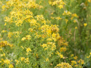 Fototapeta premium Millepertuis perforé (Hypericum perforatum), une plante sauvage des prairies aux propriétés thérapeutiques