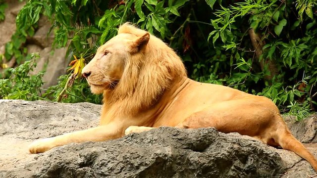 Lion  lay down in  Thailand