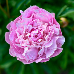 a pink peony in a green flowerbed