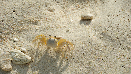 crab on the beach