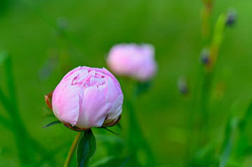 a pink peony in a green flowerbed