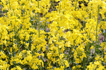 Yellow oilseed rape flowers. Flowering rapeseed. Cultivation of oilseeds.