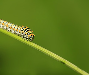 A caterpillar is on the green leaves