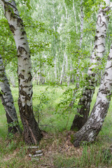 birch trunks in the forest