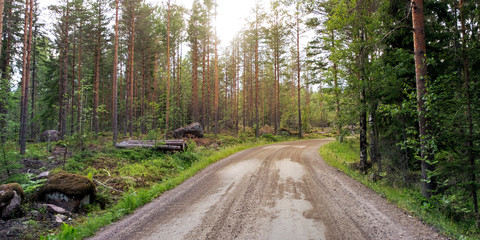 Fototapeta premium Sun rays in the trunks of trees, evening in the pine forest of Finland. Road through a pine forest in northern Europe.