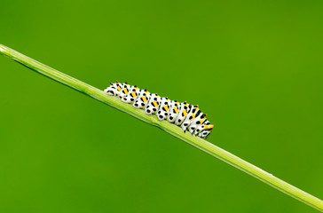 A caterpillar is on the green leaves
