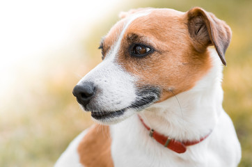 Portrait of a pedigree cute dog Jack Russell Terrier looking left.