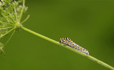A caterpillar is on the green leaves