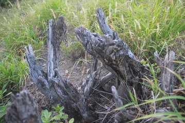tree bark
