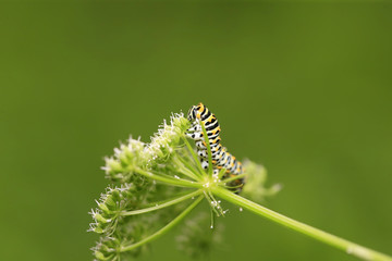 A caterpillar is on the green leaves