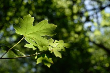 Sunlight breaks through a leaf