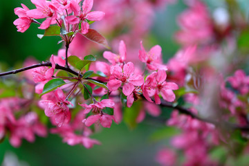 Flowering crabapple flowers in the garden