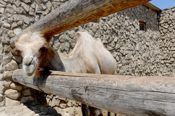 Camel on a farm in the pen